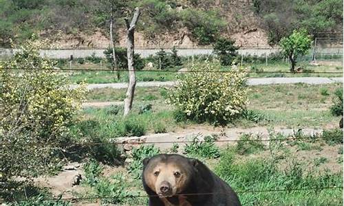 八达岭野生动物园攻略路线_八达岭野生动物