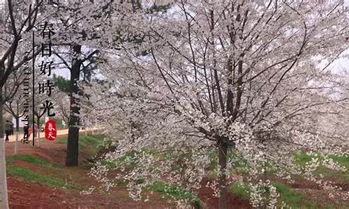 湾沚樱花森林公园在哪_湾沚区樱花节