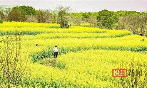 武汉森林公园油菜花在哪_武汉哪里能看油菜