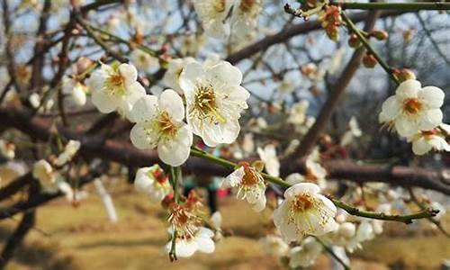 广州萝岗香雪公园梅花_广州萝岗香雪公园梅花开了吗