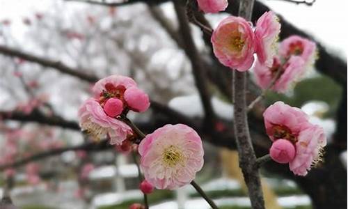 红梅公园梅花什么时候开_常州红梅公园梅花什么时候开