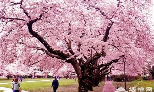 顾村公园樱花节攻略_顾村公园樱花门票