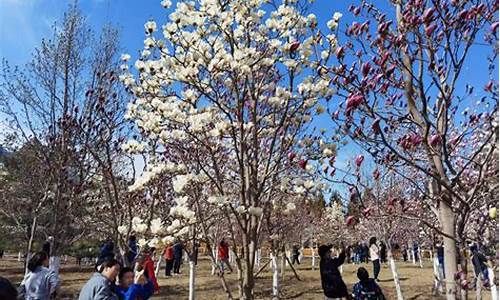 石景山雕塑公园玉兰花开了吗_石景山雕塑公园玉兰花开了吗现在