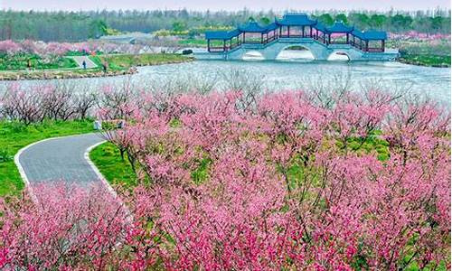 上海海湾公园_上海海湾公园梅花节2024年