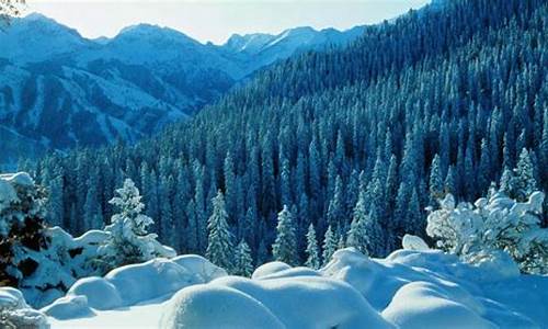 天山雪岭云杉林_天山雪岭云杉林作文怎么写