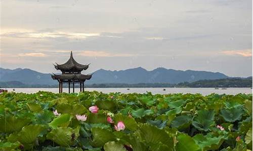 杭州曲院风荷_杭州曲院风荷荷花最佳观赏时间