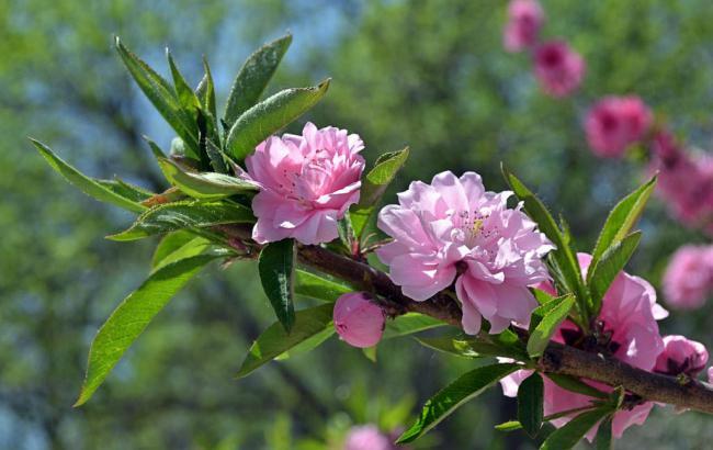 厦门中山公园怎么去_厦门中山公园怎么去植物园