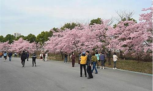 顾村公园樱花节几号结束_顾村公园樱花节几号结束的