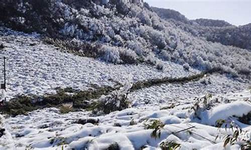 重庆到金佛山路线怎么走的啊多少公里_重庆到金佛山路线怎么走的啊多少公里啊