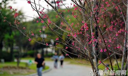 福州闽江公园樱花_ktv调声